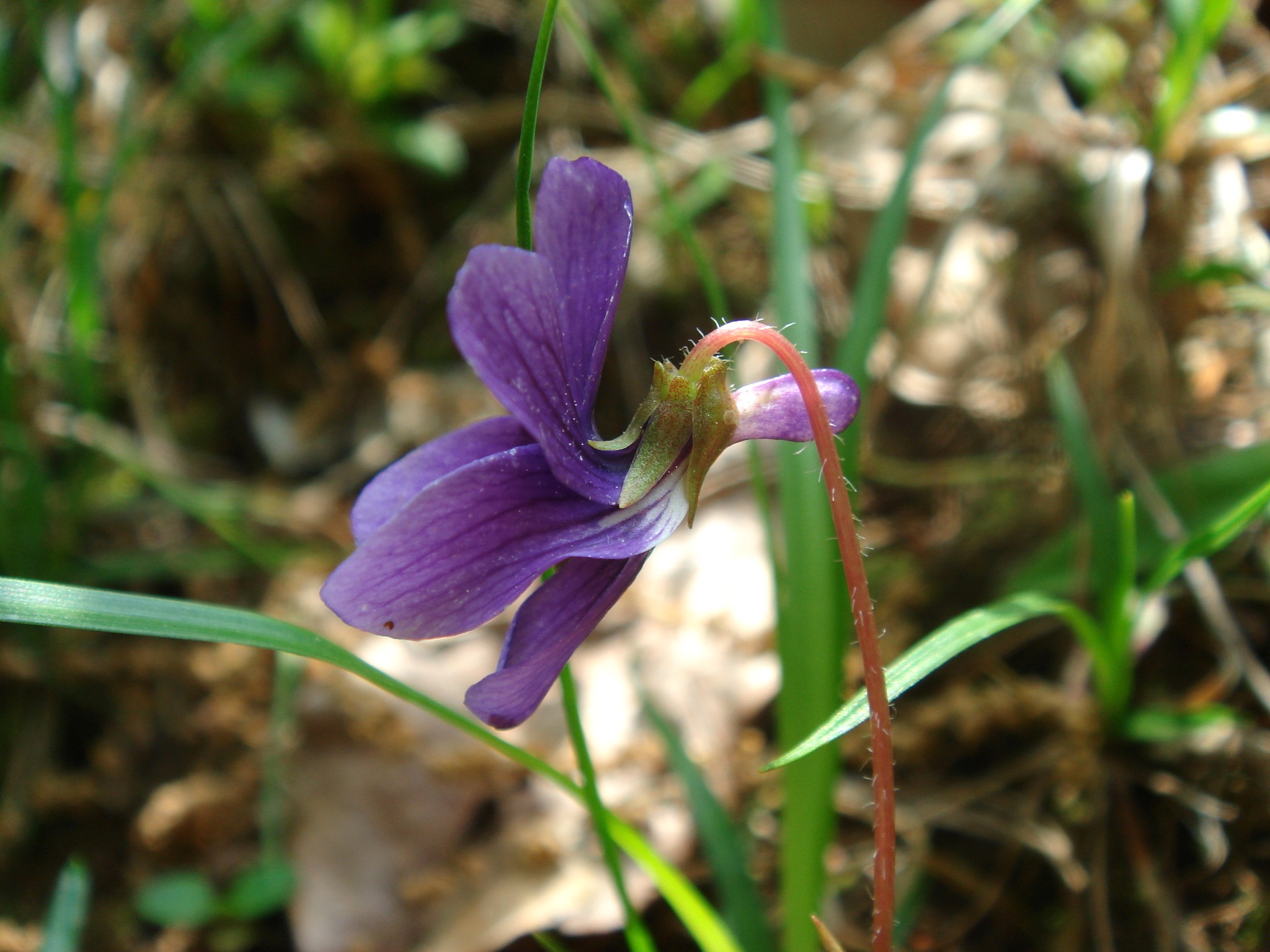 Viola yedoensis Makino